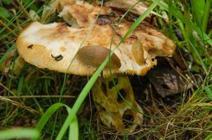 paddenstoel opgegeten door wormen en slakken in het bos foto