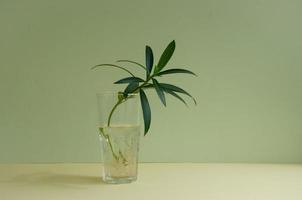 bloemspruit in een glas water voor wortelgroei, plant een kamerplant foto