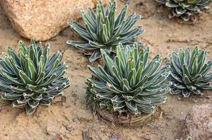 agave plant decoratief in tuin buiten foto