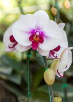 witte phalaenopsis orchidee bloem foto