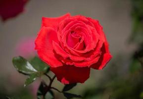 rood roze bloem in een tuin foto
