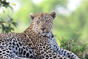 een close-up foto van een mannelijke luipaard, kijkend naar de camera, gespot tijdens een safari in het sabi sands-wildreservaat.