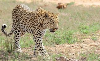 een close-upfoto van een jong luipaardmannetje, ontspannen schrijdend door de bush in het sabi sands-wildreservaat. foto