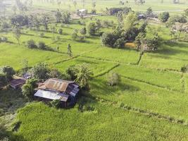 hut en rijstveld op het platteland vanuit de lucht foto