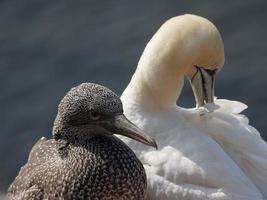 vogels op het eiland Helgoland foto