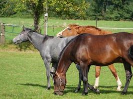 paarden op een weide in Westfalen foto