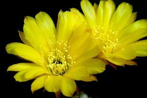 lobivia aurea britton rose backeb. goudgele bloesem is echinopsis gevonden in tropische argentinië. het plant type cactus cactussen hebben 2 bloemen, meeldraden passen bij de kleur van de bloem. foto