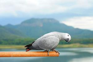 Afrikaanse grijze papegaai psittacus erithacus op een baars een wazige natuurlijke achtergrond foto