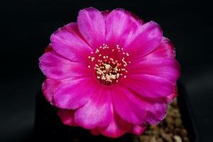 lobivia hybride bloem roze, het plant type cactus cactussen meeldraden de gele kleur is echinopsis gevonden in tropische, close-up shot foto