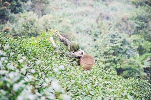 man oogst plukken verse groene theebladeren op hoogland theeveld in chiang mai thailand - lokale mensen met landbouw in hoogland natuur concept foto