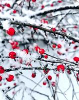 rode bessen bedekt met vers gevallen sneeuw op een winterochtend foto