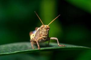 macro foto van sprinkhaan op groen blad natuur close-up achtergrond