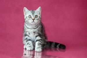 tabby Brits korthaar kitten, Britse kat op kersen studio achtergrond met reflectie.