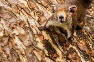 Nieuwsgierige eekhoorn die aan de boom hangt close-up dierenfoto foto