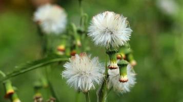 sintrong of crassocephalum crepidioides is een soort plant die behoort tot de asteraceae-stam. natuur achtergrond. bekend als ebolo, dikkop, roodbloemige ragleaf of wilgenroosje. witte bloem close-up. foto