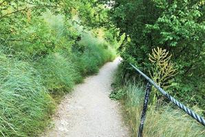 een pad tussen de bomen foto