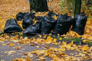 shot van zwarte zak gevuld met herfstbladeren. schoonmaak van park in november. veel afval met geel blad foto