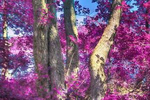 mooi roze infrarood landschap aan een meer met een reflecterend wateroppervlak. foto