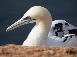 vogels op het eiland Helgoland foto