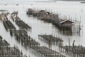 schelpdierkwekerij, thailand foto