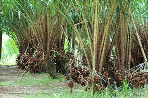 zalacca, traditionele seizoensgebonden zoete fruitsmaken van thailand foto