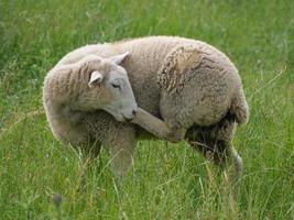 schapen op een veld in duitsland foto