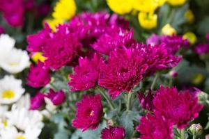 magenta chrysant bloem foto