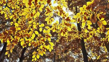 prachtig panoramisch uitzicht op een gouden herfstlandschap gevonden in europa foto