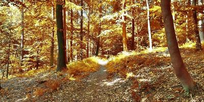 prachtig panoramisch uitzicht op een gouden herfstlandschap gevonden in europa foto