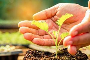 vrouwelijke hand met zaailing, boerderij landbouw industrie technologie, biologische jonge groene groente in lade, hydrocultuur planten groeien in kas. concept voor gezond eten, kopieer ruimte met achtergrond foto