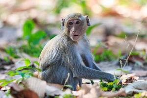(krab-etende makaak) aap in Thailand foto