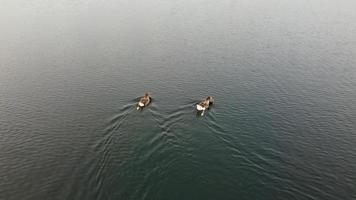 luchtfoto en hoge hoek beeld schattige watervogels zwemmen in het stewartby meer van engeland uk op mooie vroege ochtend bij zonsopgang foto