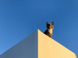 grijze kat op het dak 5 foto