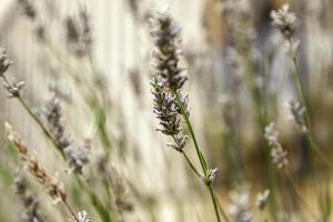 lavendelbloemen in het veld foto