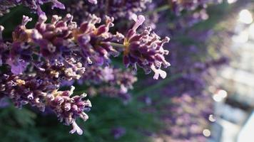 lavendel, paarse kruid bloem close-up foto