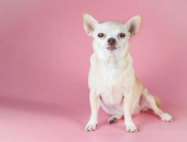 dik bruin kort haar chihuahua hond, zittend op roze achtergrond met kopie ruimte, camera kijken, geïsoleerd. foto