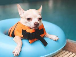 schattig bruin kort haar chihuahua hond dragen oranje reddingsvest of reddingsvest zittend in blauwe zwemring bij zwembad. veiligheid van het water van huisdieren. foto