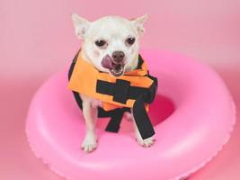 schattige bruin kort haar chihuahua hond dragen oranje reddingsvest of reddingsvest staande in roze zwemmen ring, zijn lippen likken. geïsoleerd op roze achtergrond. foto