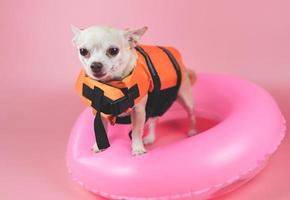 schattig bruin kort haar chihuahua hond dragen oranje reddingsvest of reddingsvest staande in roze zwemmen ring, geïsoleerd op roze achtergrond. foto