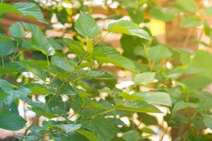 eucalyptus bladeren. tak eucalyptus boom natuur achtergrond foto