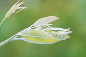 ochtenddauw op het eucalyptusblad met waterdruppel in de ochtenddag foto