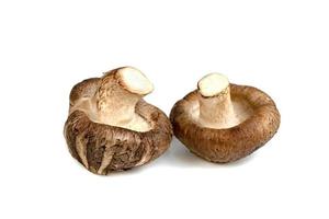 Shiitake-paddenstoelen geïsoleerd op witte achtergrond foto