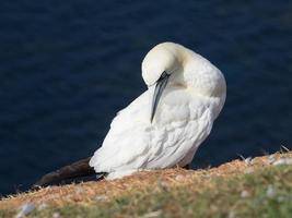 vogels op het eiland Helgoland foto