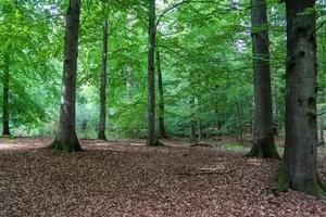 prachtig uitzicht in een dicht groen bos met fel zonlicht dat diepe schaduw werpt foto