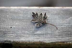 bevroren blad bedekt met ijs foto