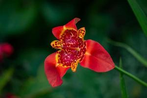 heldere rode tigridia pavonia bloem macrofotografie op een groene achtergrond. rode pauw bloementuin fotografie in een zomerdag. schoonheid tijgerbloem close-up botanische fotografie in de zomer. foto