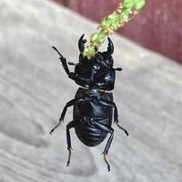 buik van een insectenkever, weergave van de kever van onderen, close-up. foto