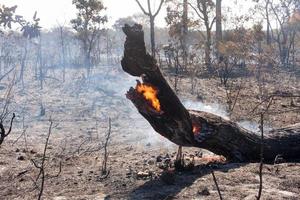 de verkoolde resten van een bosbrand mogelijk brandstichting nabij het karriri-xoco en tuxa indianenreservaat in het noordwesten van brasilia, brazilië foto