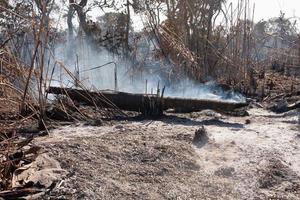 de verkoolde resten van een bosbrand mogelijk brandstichting nabij het karriri-xoco en tuxa indianenreservaat in het noordwesten van brasilia, brazilië foto