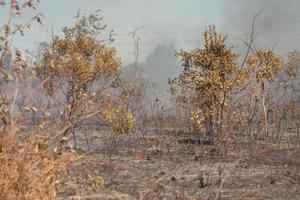 een bosbrand in de buurt van het karriri-xoco en tuxa indianenreservaat in het noordwesten van brasilia, brazilië foto